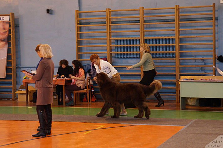 Фото: ньюфаундленд Horunzhy s Berega Dona (Хорунжий с Берега Дона)