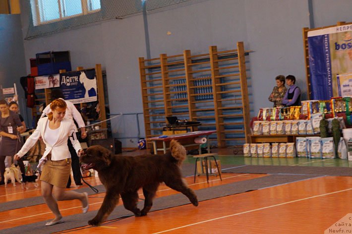 Фото: ньюфаундленд Horunzhy s Berega Dona (Хорунжий с Берега Дона)