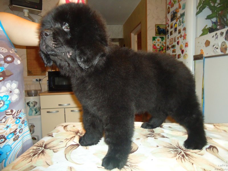 Фотография № 137980