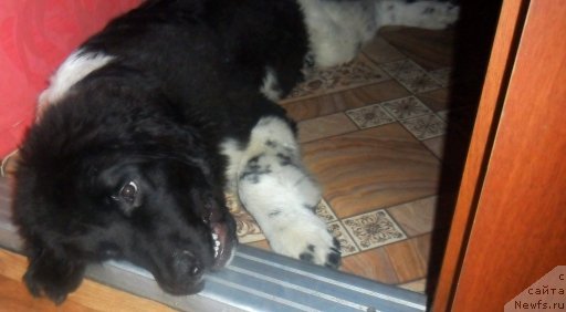 Фото: ньюфаундленд Bi Perfekt Viking (Би Перфект Викинг)