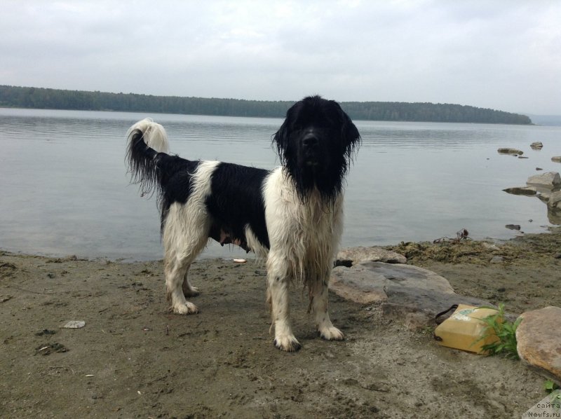 Фото: ньюфаундленд Otrada CHudnaya Moya iz Tihogo Omuta (Отрада Чудная Моя из Тихого Омута)