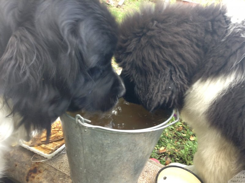 Фото: ньюфаундленд Otrada CHudnaya Moya iz Tihogo Omuta (Отрада Чудная Моя из Тихого Омута)