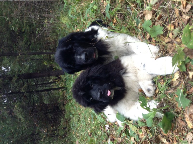 Фото: ньюфаундленд Otrada CHudnaya Moya iz Tihogo Omuta (Отрада Чудная Моя из Тихого Омута)