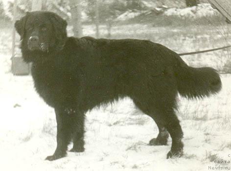 Фото: ньюфаундленд Agud Din (Агуд Дин)