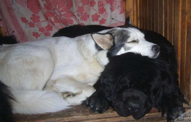 Фото: ньюфаундленд Super Bizon Antaliya (Супер Бизон Анталия)