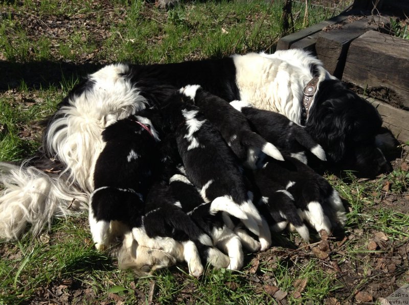 Фото: ньюфаундленд Otrada CHudnaya Moya iz Tihogo Omuta (Отрада Чудная Моя из Тихого Омута)