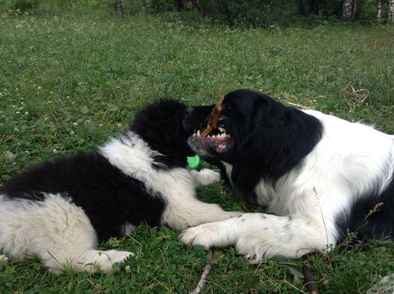 Фото: ньюфаундленд Otrada CHudnaya Moya iz Tihogo Omuta (Отрада Чудная Моя из Тихого Омута)