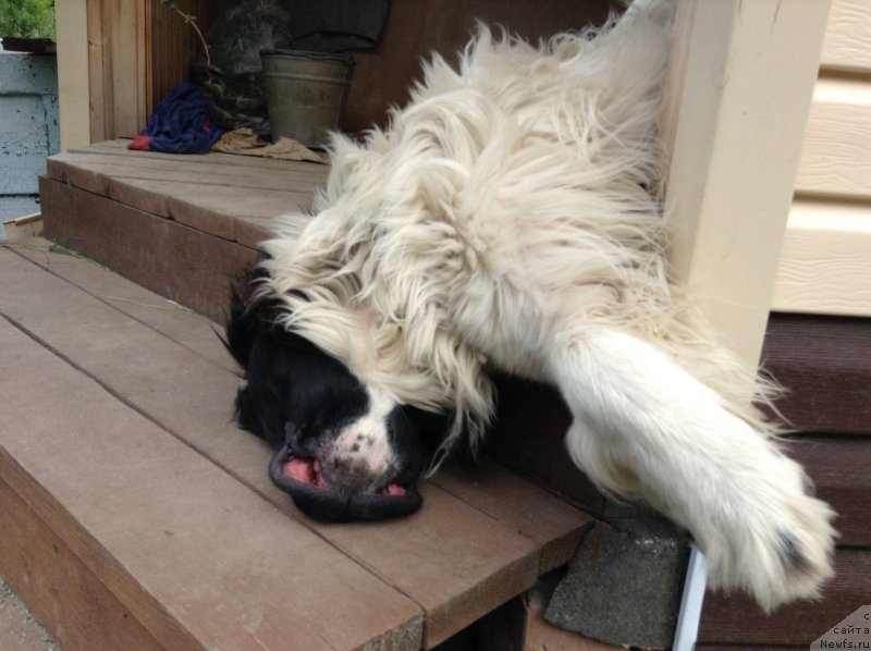 Фото: ньюфаундленд Otrada CHudnaya Moya iz Tihogo Omuta (Отрада Чудная Моя из Тихого Омута)