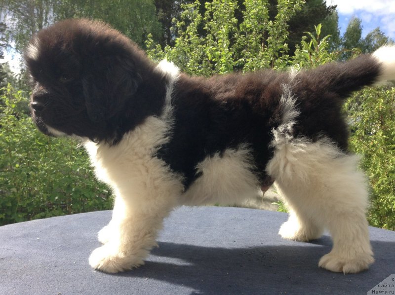 Фото: ньюфаундленд Akvian Song Kroun Royal (Аквиан Сонг Кроун Роял)