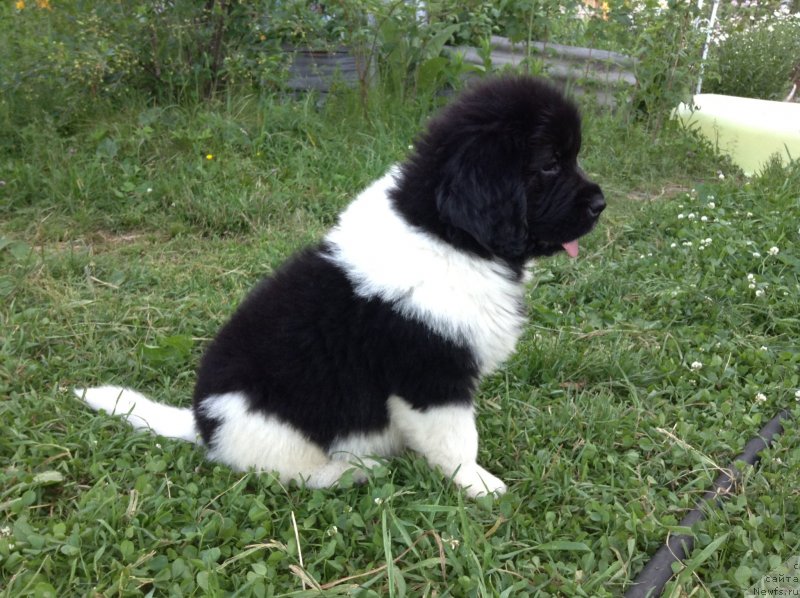 Фото: ньюфаундленд Akvian Song Karamel' (Аквиан Сонг Карамель)