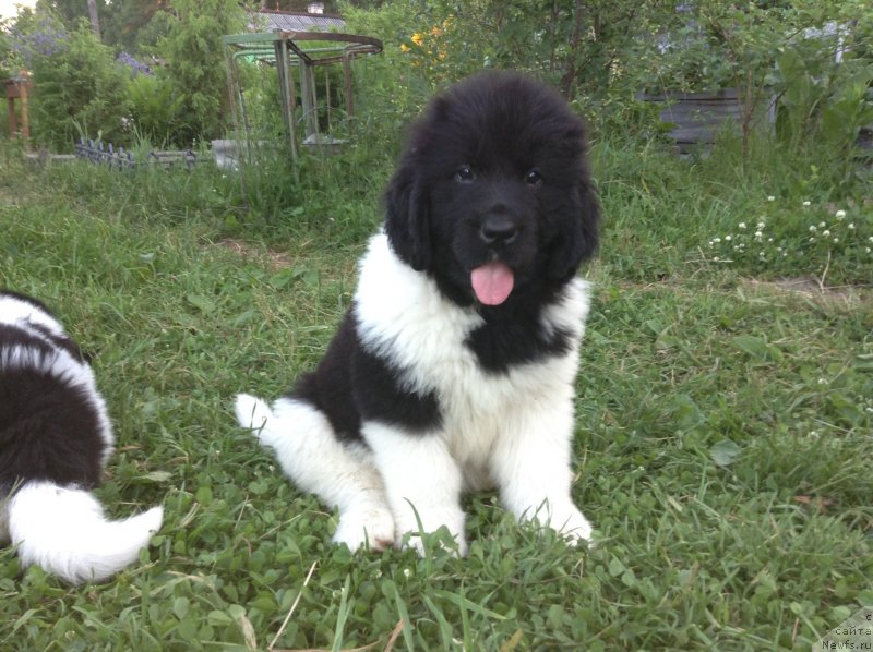 Фото: ньюфаундленд Akvian Song Karamel' (Аквиан Сонг Карамель)