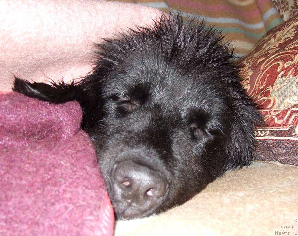 Фото: ньюфаундленд Sent Djons Otrada (Сент Джонс Отрада)