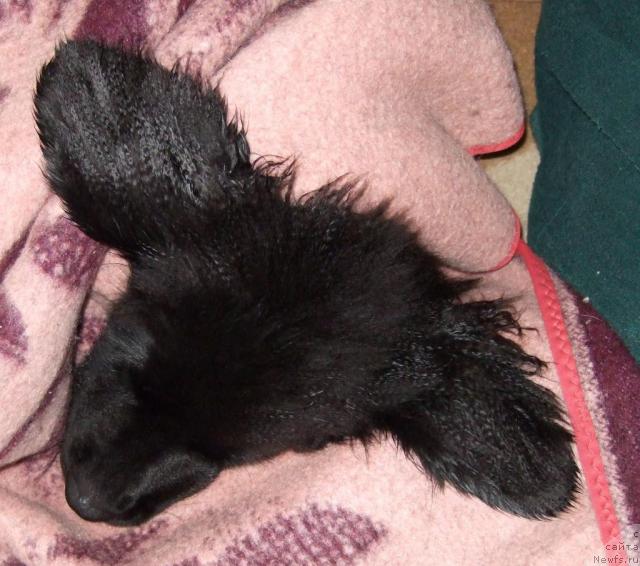 Фото: ньюфаундленд Sent Djons Otrada (Сент Джонс Отрада)