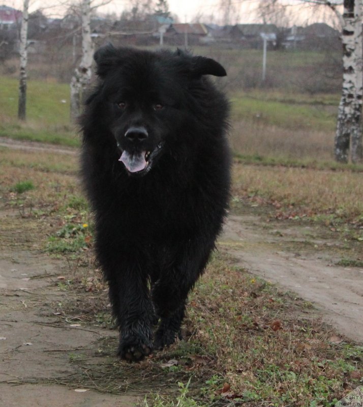 Фото: ньюфаундленд Kaiden Playful (Кайден Плейфул)
