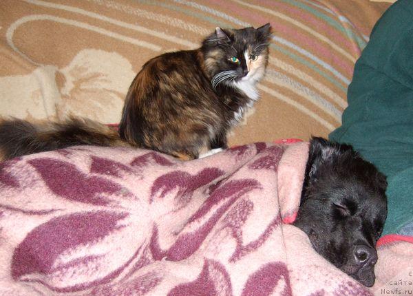 Фото: ньюфаундленд Sent Djons Otrada (Сент Джонс Отрада), кошка Шуша