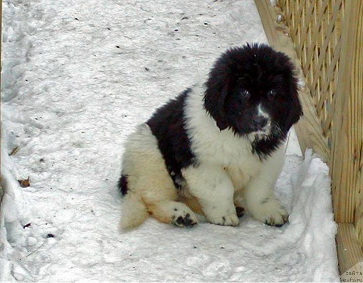 Фотография № 138064