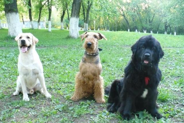 Фото: ньюфаундленд Super Bizon Astoriya (Супер Бизон Астория)