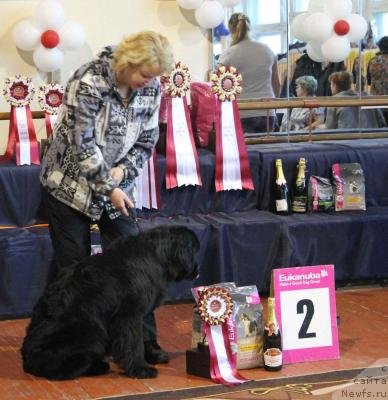 Фото: ньюфаундленд Chistolybivaya Chic s Berega Dona (Честолюбивая Чик с Берега Дона)