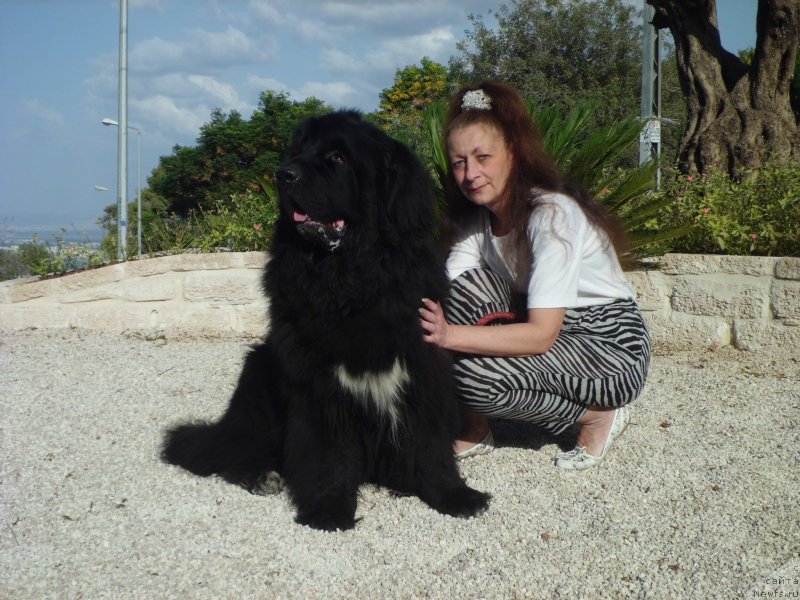 Фото: ньюфаундленд Pitern'yuf CHao-Kakao (Питерньюф Чао-Какао), Lina Troyanskaya (Лина Троянская)