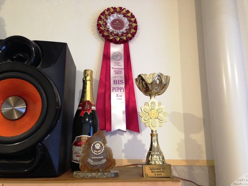 Фото: ньюфаундленд Chistolybivaya Chic s Berega Dona (Честолюбивая Чик с Берега Дона)