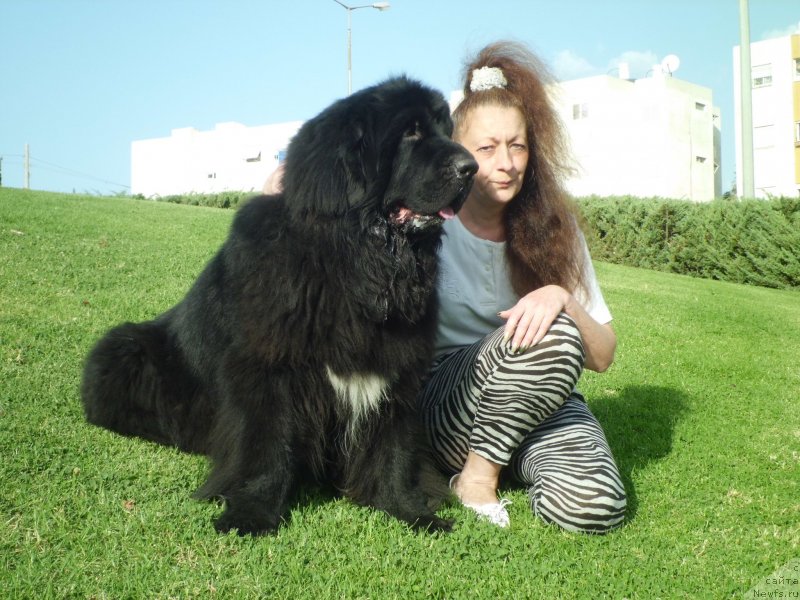 Фото: ньюфаундленд Pitern'yuf CHao-Kakao (Питерньюф Чао-Какао), Lina Troyanskaya (Лина Троянская)