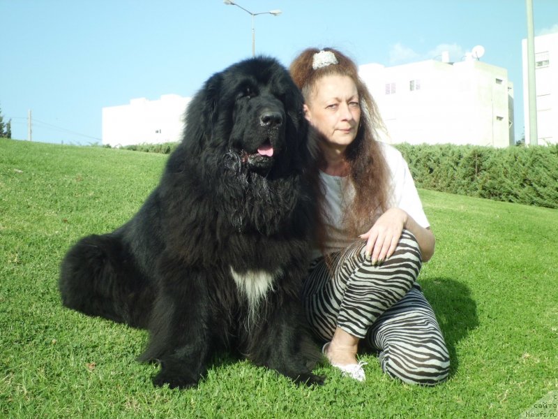 Фото: ньюфаундленд Pitern'yuf CHao-Kakao (Питерньюф Чао-Какао), Lina Troyanskaya (Лина Троянская)