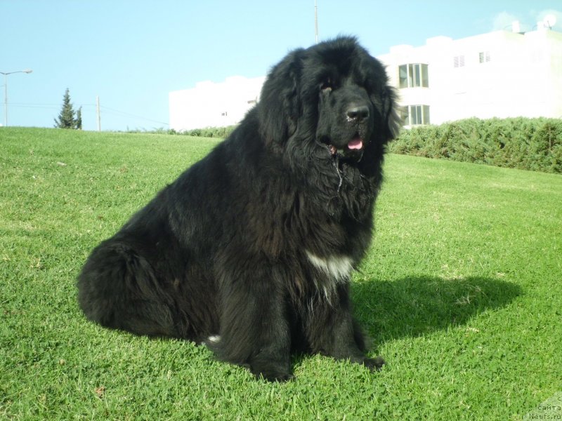 Фото: ньюфаундленд Pitern'yuf CHao-Kakao (Питерньюф Чао-Какао)