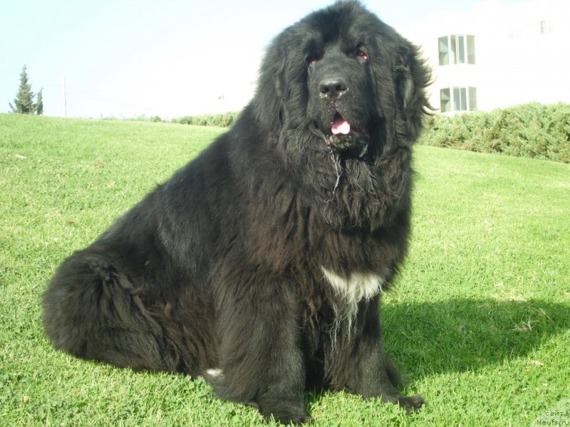 Фото: ньюфаундленд Pitern'yuf CHao-Kakao (Питерньюф Чао-Какао)