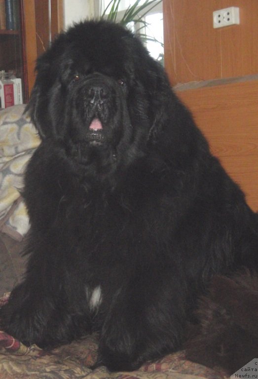 Фото: ньюфаундленд King of Helluland I'm Precious