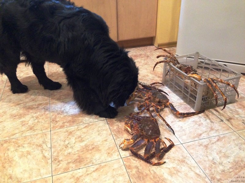 Фото: ньюфаундленд Chistolybivaya Chic s Berega Dona (Честолюбивая Чик с Берега Дона), и дары моря