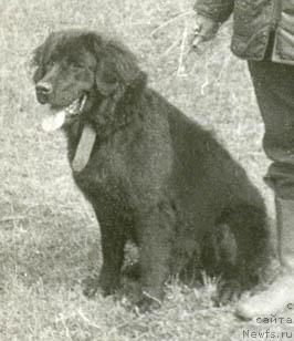 Фото: ньюфаундленд Mirta (Мирта)
