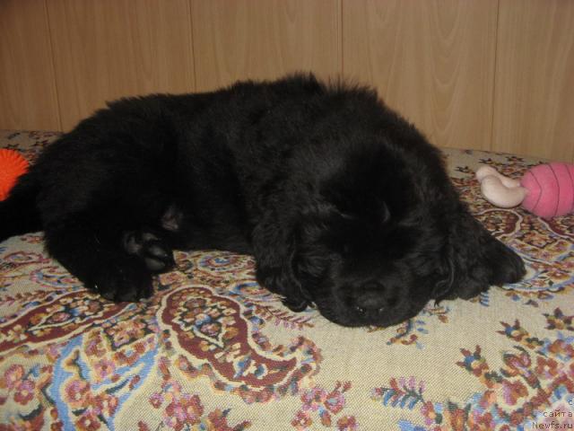 Фото: ньюфаундленд Gloriya Grand Blek (Глория Гранд Блек)