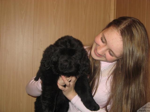 Фото: ньюфаундленд Gloriya Grand Blek (Глория Гранд Блек), с Наташей