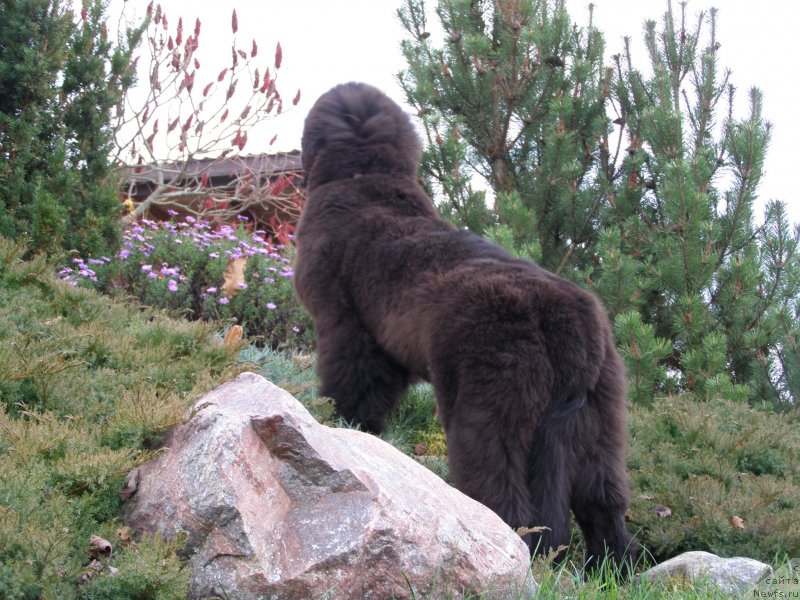 Фото: ньюфаундленд Chernaya Mafia Maybe She Will (Черная Мафия Маубе Ше Вилл)