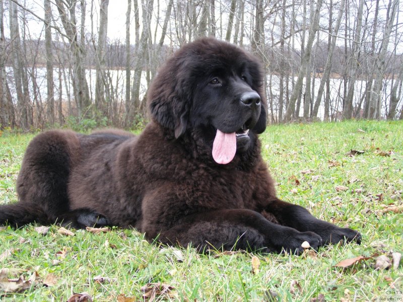 Фотография № 138126