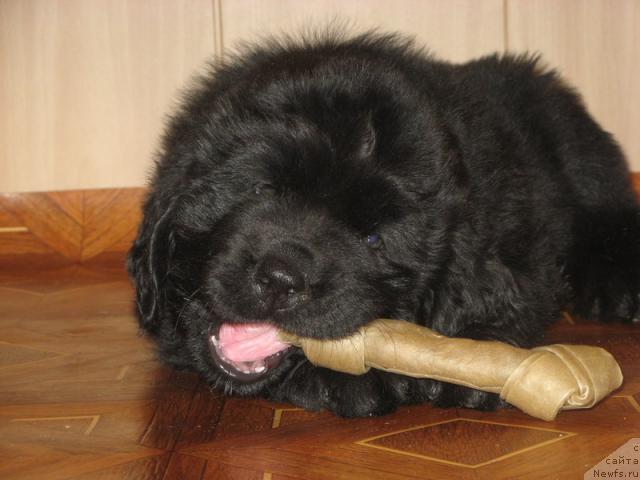 Фото: ньюфаундленд Gloriya Grand Blek (Глория Гранд Блек)