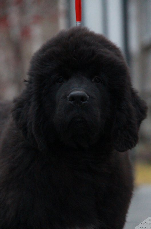 Фото: ньюфаундленд Akvian Song Lars Berger (Аквиан Сонг Ларс Бергер)