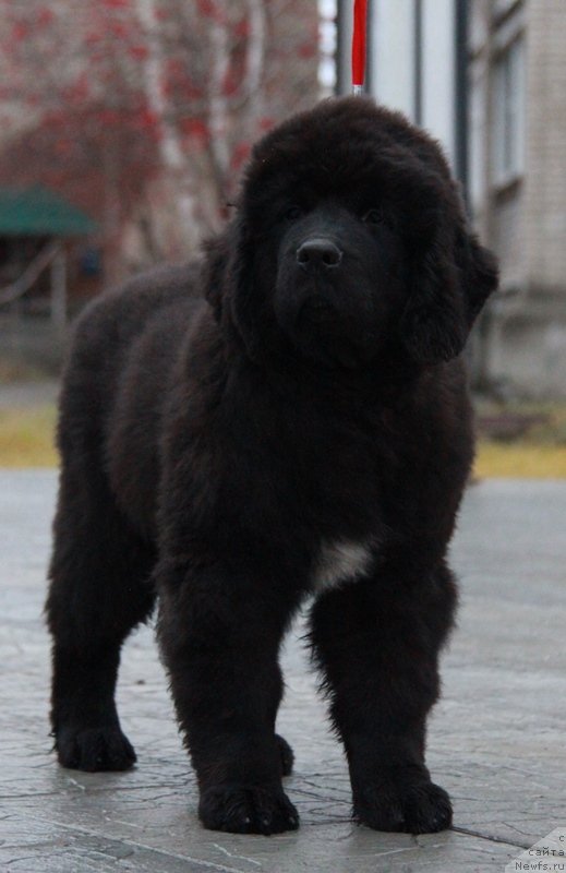 Фото: ньюфаундленд Akvian Song Lars Berger (Аквиан Сонг Ларс Бергер)