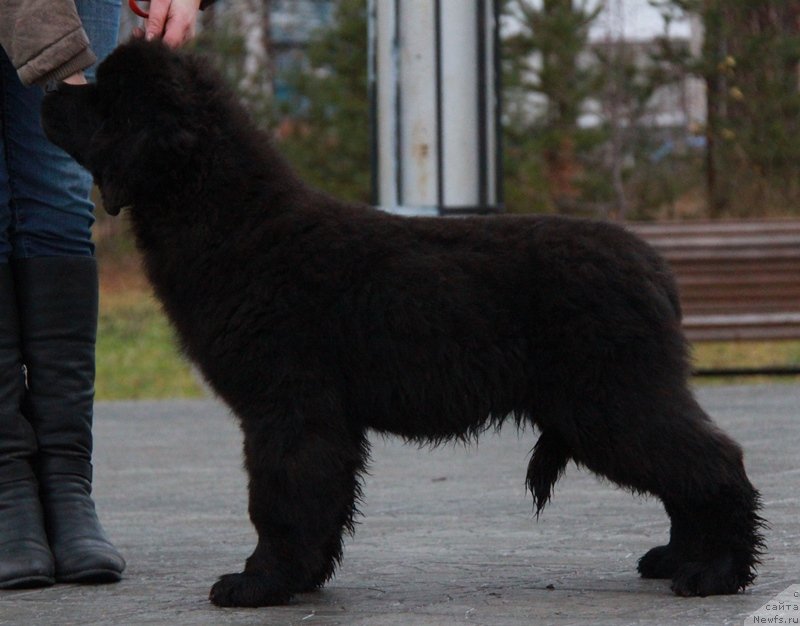 Фото: ньюфаундленд Akvian Song Lars Berger (Аквиан Сонг Ларс Бергер)