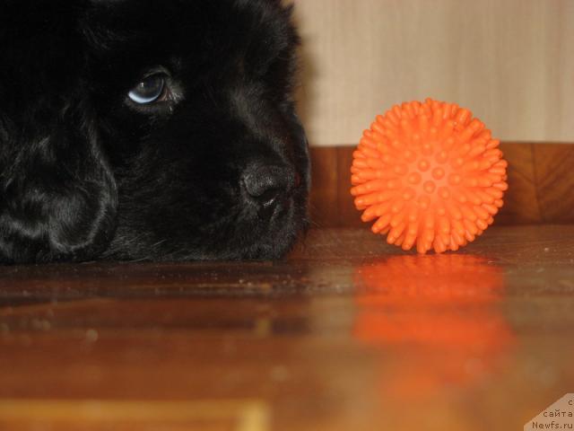 Фото: ньюфаундленд Gloriya Grand Blek (Глория Гранд Блек)