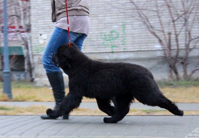 Фото: ньюфаундленд Akvian Song Lars Berger (Аквиан Сонг Ларс Бергер)