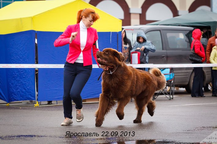 Фото: ньюфаундленд Horunzhy s Berega Dona (Хорунжий с Берега Дона)