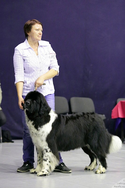 Фото: Olesya Bushurova (Олеся Бушурова), ньюфаундленд Sent Djons Glamour Lady (Сент Джонс Гламур Леди)