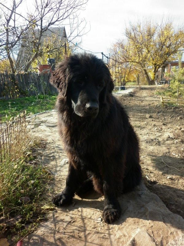 Фото: Celesta Sozvezdie Istini