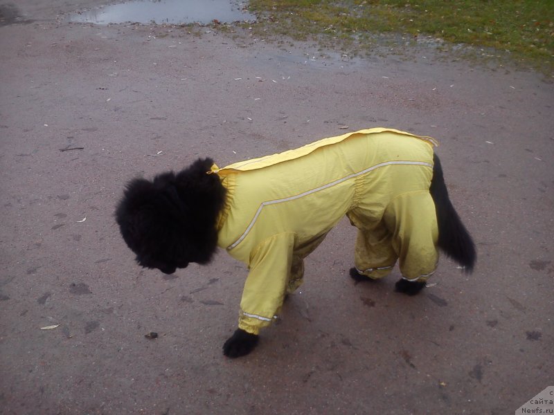 Фото: Natal'ya Medved' (Наталья Медведь)