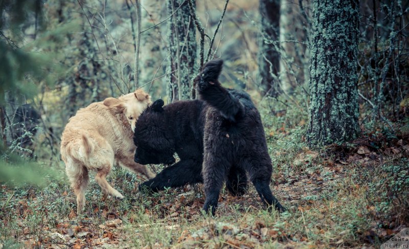 Фото: ньюфаундленд Smigar Liverpulsiy Chetvertak (Смигар Ливерпульский Четвертак)