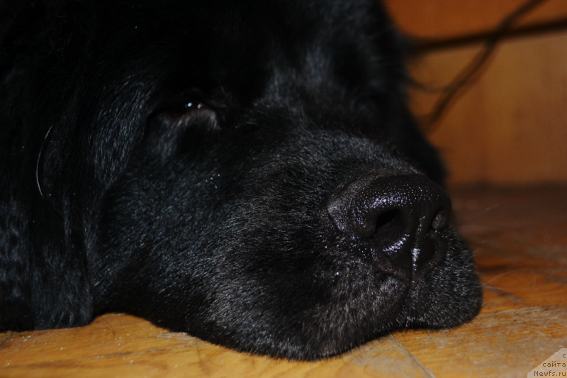 Фото: ньюфаундленд Lepestok Lilii (Лепесток Лилии)