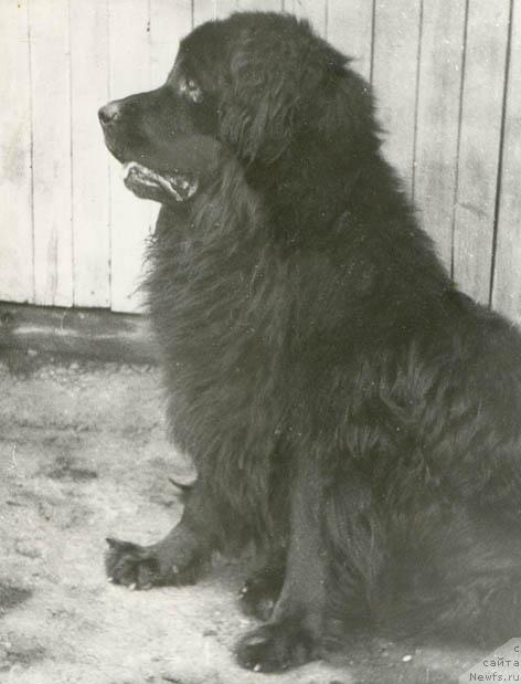 Фото: ньюфаундленд Baron (Барон)