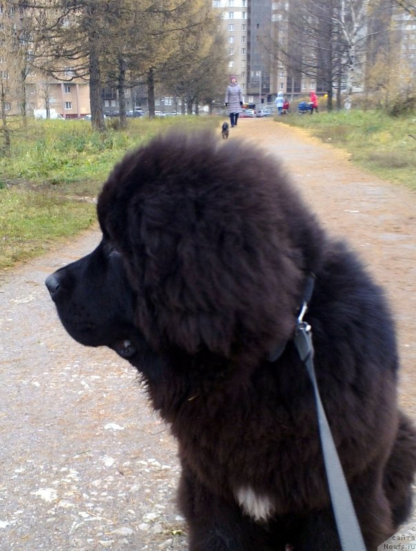 Фото: ньюфаундленд Smigar L'vinoe Serdce (Смигар Львиное Сердце)