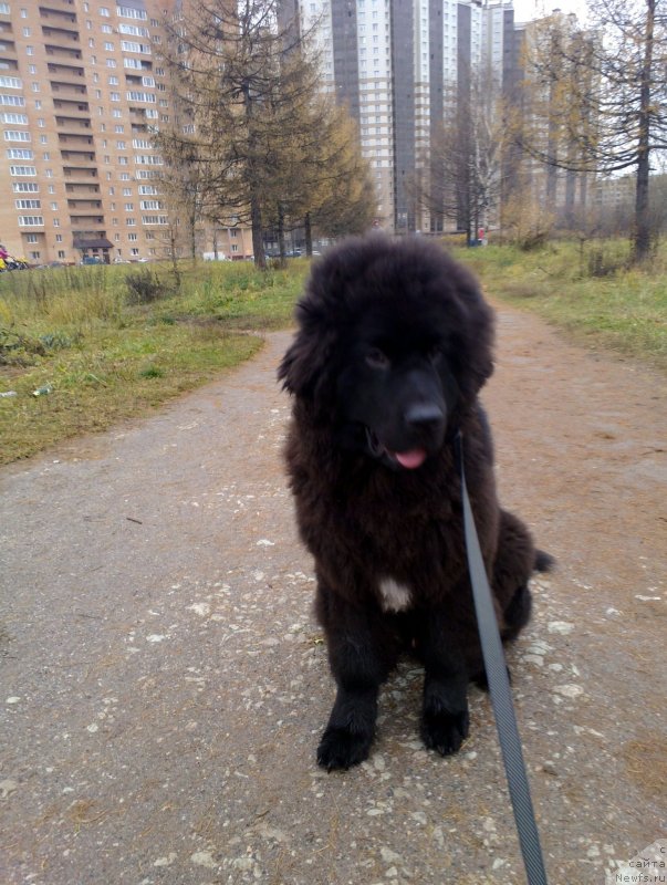 Фото: ньюфаундленд Smigar L'vinoe Serdce (Смигар Львиное Сердце)